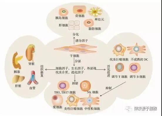 干细胞干预糖尿病被评为“颠覆性技术”！