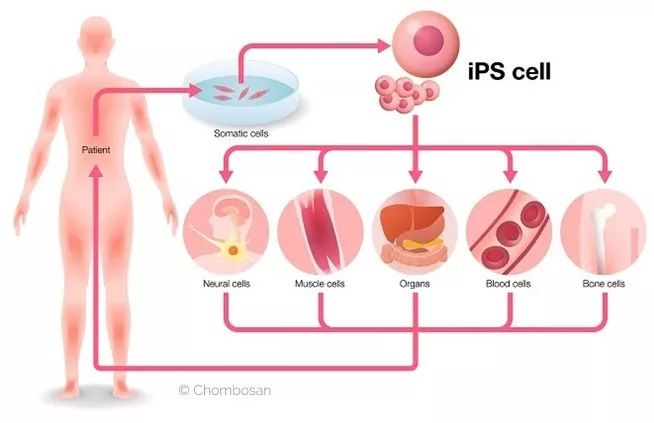 用iPS干细胞再生毛囊，治疗脱发，这家初创公司获1500万美元融资