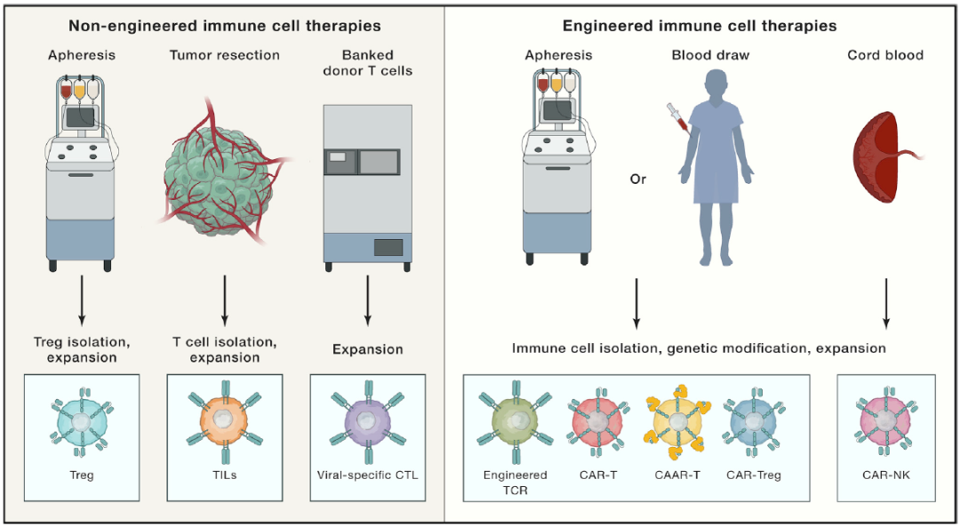 Cell：免疫细胞疗法的未来发展蓝图