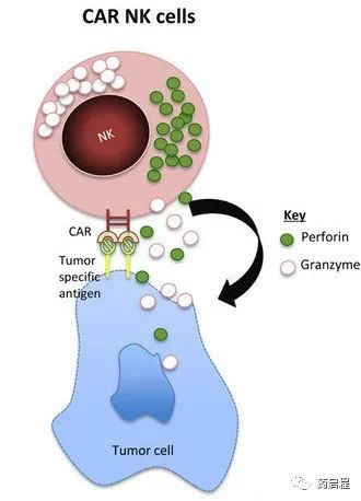 CAR-NK特定的CAR结构