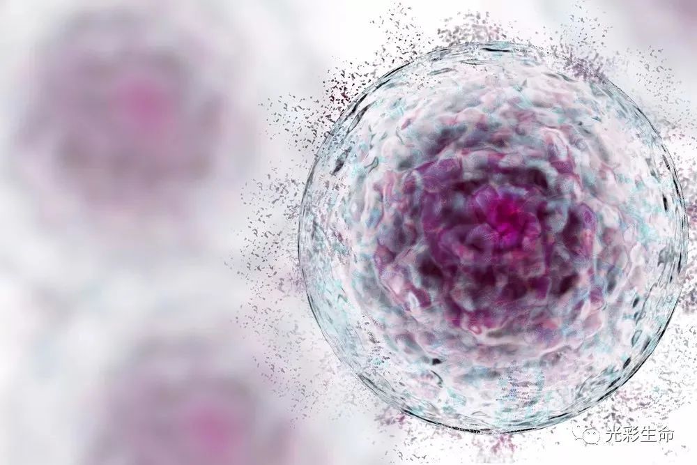 干细胞抗衰保健：一种新的健康生活方式