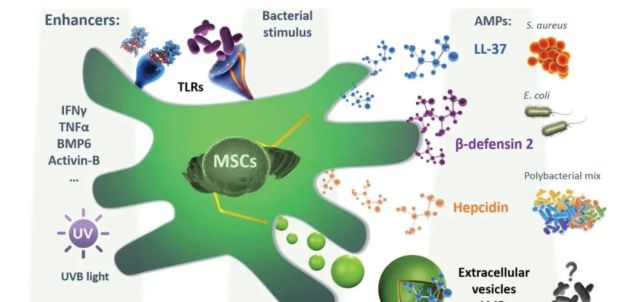 干细胞具有明显的抗菌效力，治疗感染性疾病的新武器