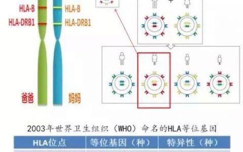 胎盘、脐带间充质干细胞移植为何无需配型