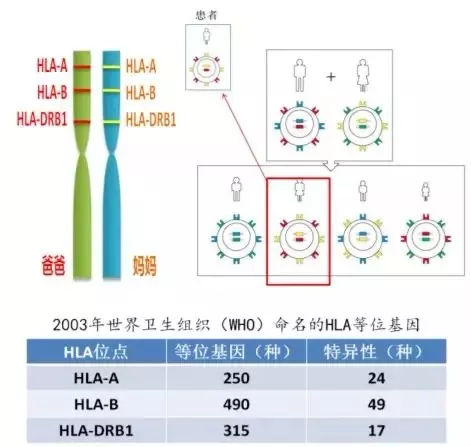 胎盘、脐带间充质干细胞移植为何无需配型