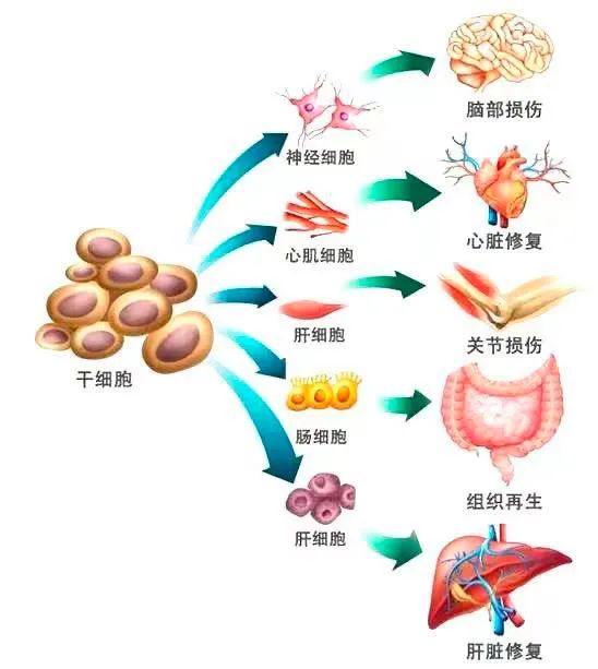 干细胞行业重磅新政呼之欲出，这家公司“闻讯”逆势涨停