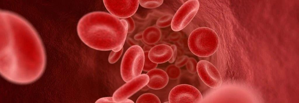 中国首个红细胞疗法公司连获大额融资，预计明年递交IND