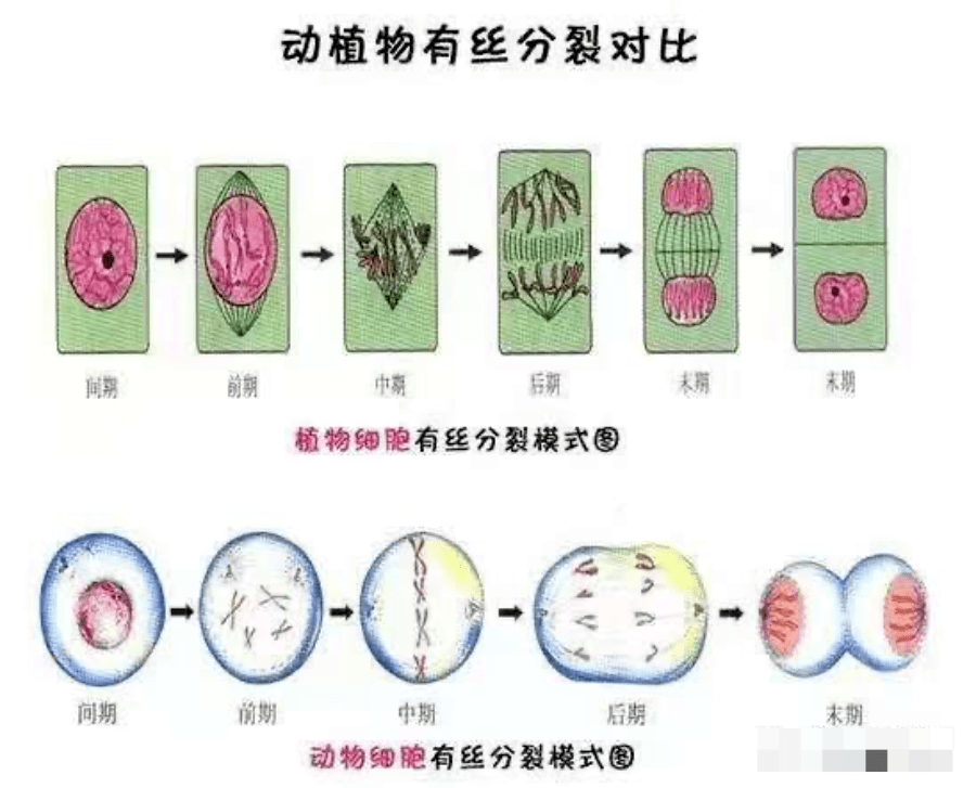 你所接触的“干细胞治疗”确定是真的吗？赶紧看过来，别再被忽悠了！