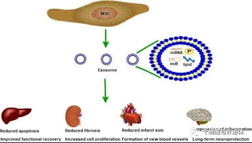 间充质干细胞外泌体在调控组织再生中的重要作用和机制