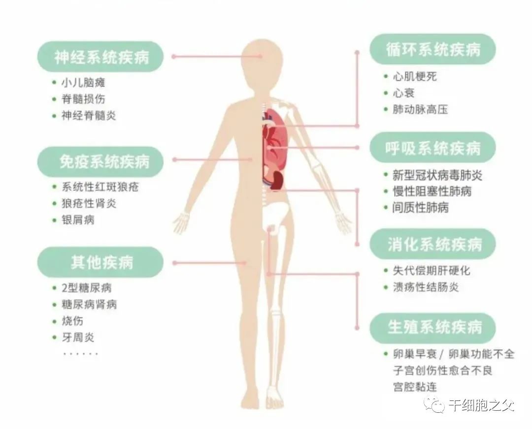 连续获得临床批件！国内间充质干细胞转化应用将走向大众