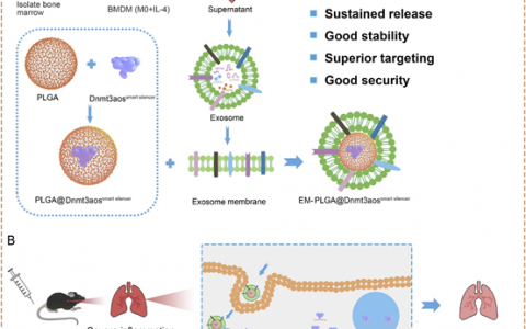 皖南医学院：一种靶向巨噬细胞的外泌体膜修饰的纳米药物，用于治疗过敏性哮喘