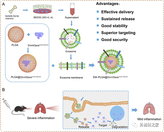 皖南医学院：一种靶向巨噬细胞的外泌体膜修饰的纳米药物，用于治疗过敏性哮喘