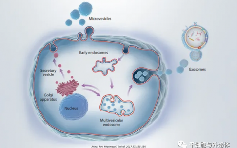干细胞行业新宠——外泌体治疗候选药物