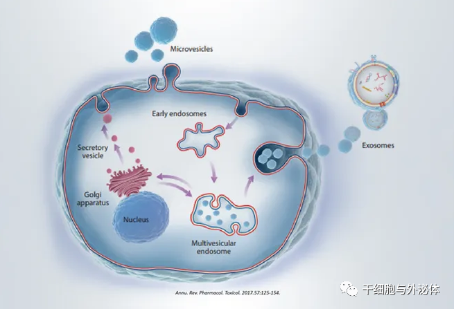 干细胞行业新宠——外泌体治疗候选药物