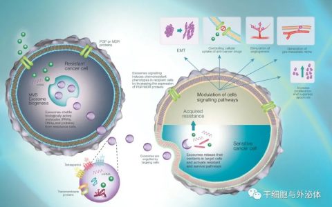 外泌体与再生医学：无细胞疗法临床应用的未来
