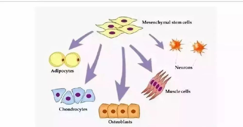 干细胞在老年性疾病干预上取得新进展