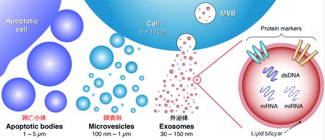 干细胞外泌体研究进展，对临床疾病治疗具有重要意义