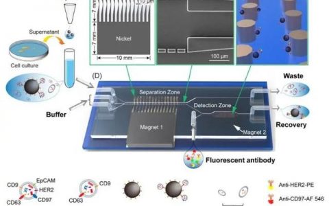 上海交大合作开发基于微流控芯片胃癌细胞源外泌体分离与检测技术