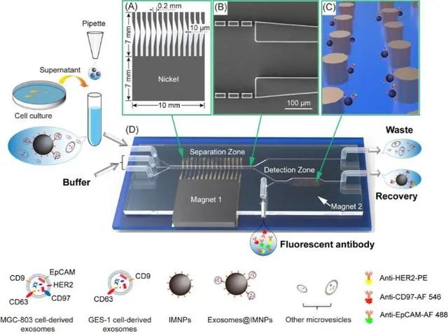 上海交大合作开发基于微流控芯片胃癌细胞源外泌体分离与检测技术