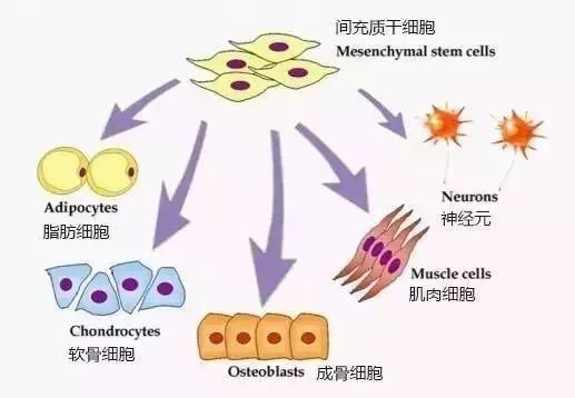 间充质干细胞的14个特性，你了解几个？