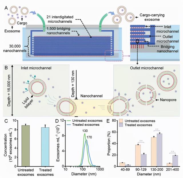 中科院研发“外泌体纳米穿孔器”载药系统，可3万个模块并行工作