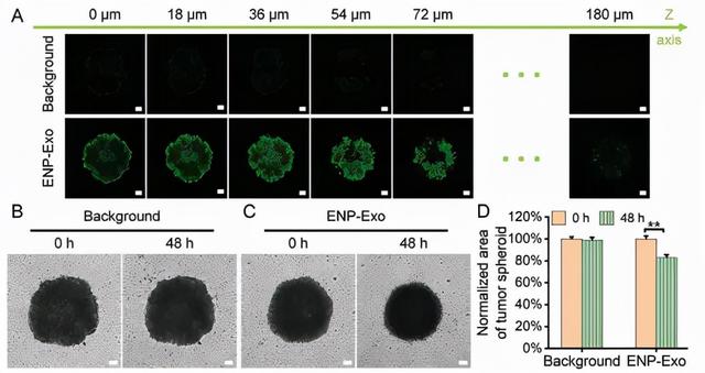 中科院研发“外泌体纳米穿孔器”载药系统，可3万个模块并行工作