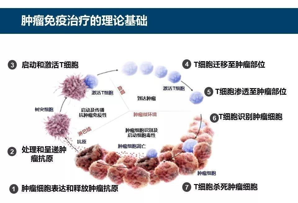 比120万一针的CAR-T更接地气，GP96你了解多少？