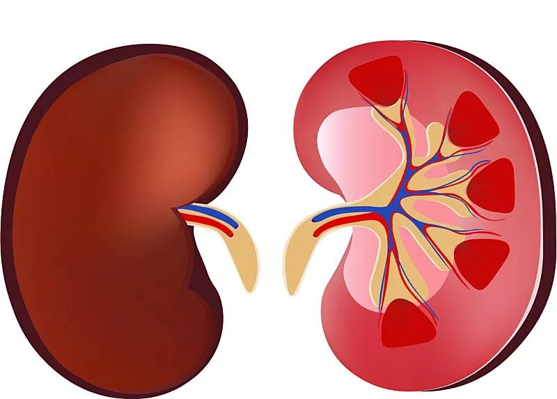 研究发现，肾脏干细胞成为治疗肾脏疾病理想选择