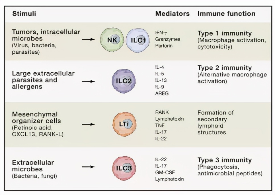 免疫细胞中的“前锋”，是如何对抗肿瘤、感染和炎症的？