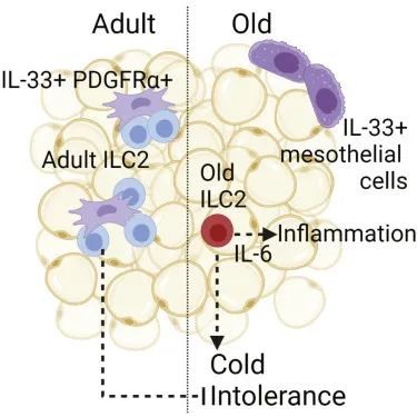 为什么越老越怕冷？原来是免疫细胞的“锅”