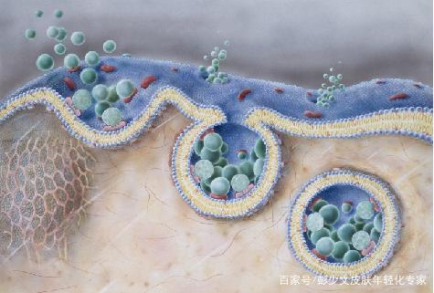 外泌体如何从细胞层面实现抗衰？