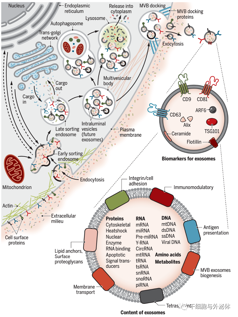 外泌体——小囊泡里蕴含的神奇功能，全球市场达数亿美元