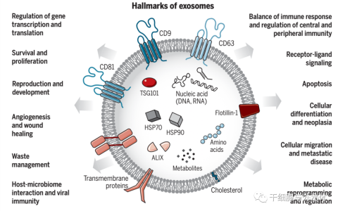 外泌体——小囊泡里蕴含的神奇功能，全球市场达数亿美元