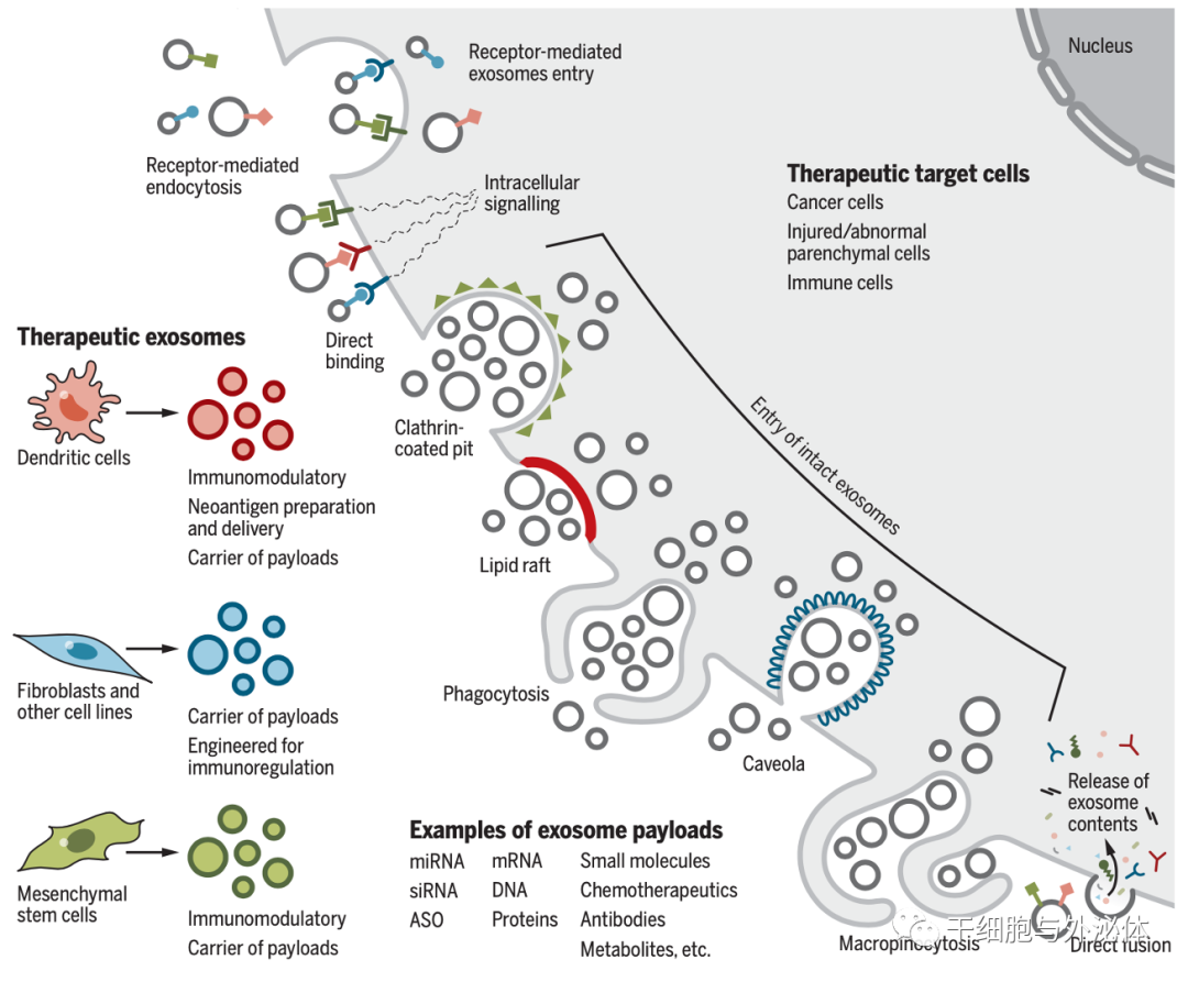 外泌体——小囊泡里蕴含的神奇功能，全球市场达数亿美元
