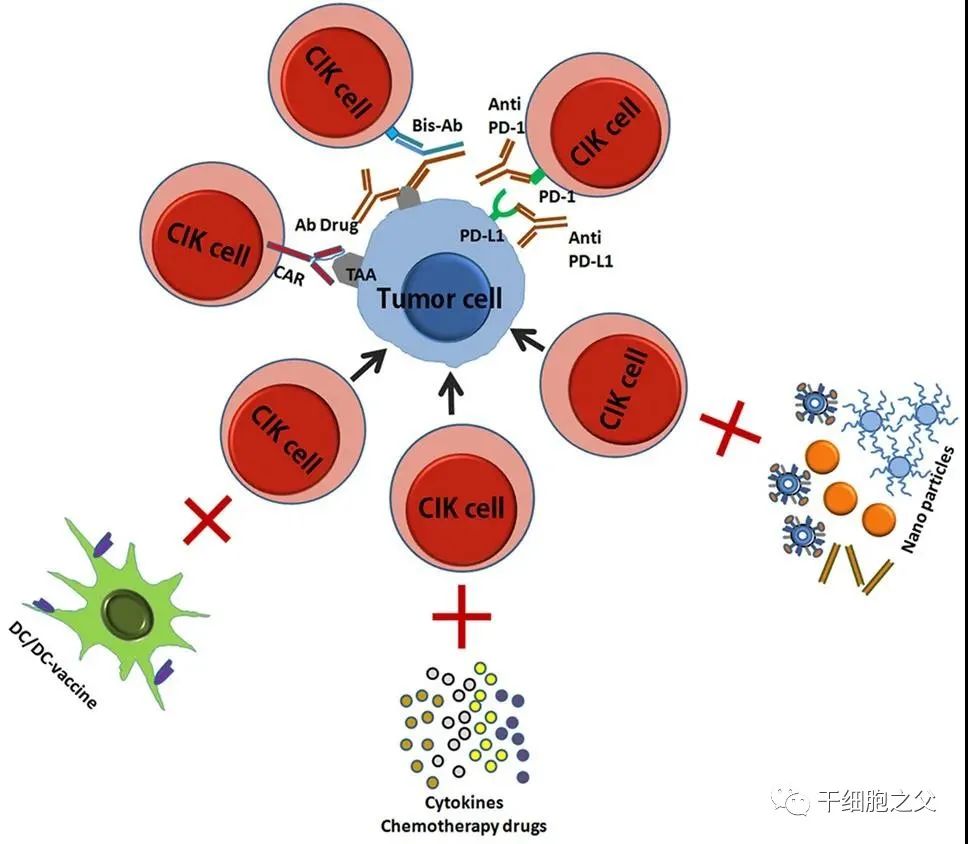 除了120万一针的CAR-T，还有两大抗癌法宝CIK、NK，你分得清吗？
