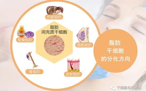 在面部整形美容中自体脂肪干细胞的应用