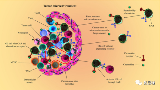 CAR-NK细胞在癌症免疫治疗中的应用