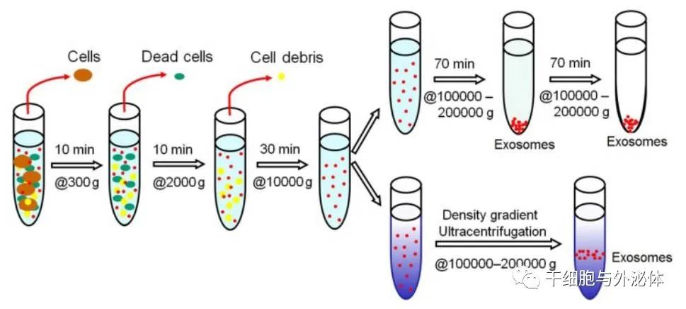 信不信？高效分离外泌体，几小时就能搞定！附外泌体数据库