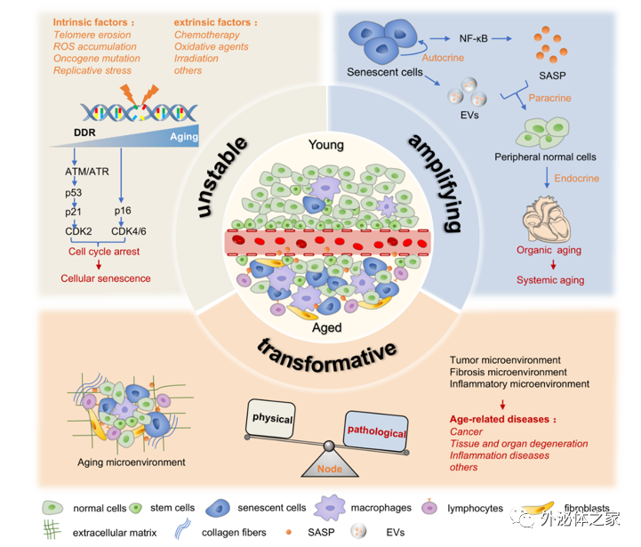 上海交通大学医学院附属新华医院：外泌体在衰老微环境和衰老相关疾病中的研究进展