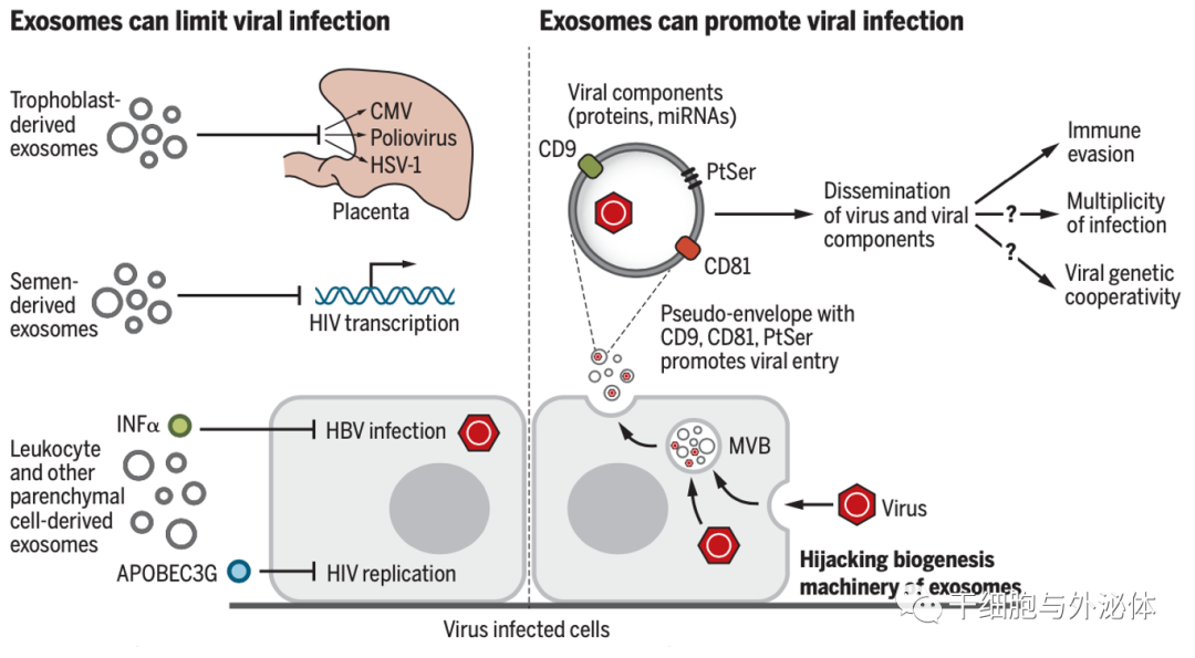 外泌体——小囊泡里蕴含的神奇功能，全球市场达数亿美元