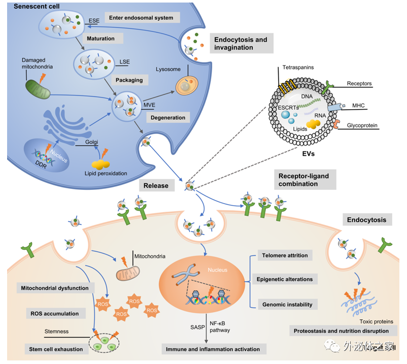 上海交通大学医学院附属新华医院：外泌体在衰老微环境和衰老相关疾病中的研究进展