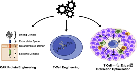 下一代CAR-T细胞治疗的CAR设计