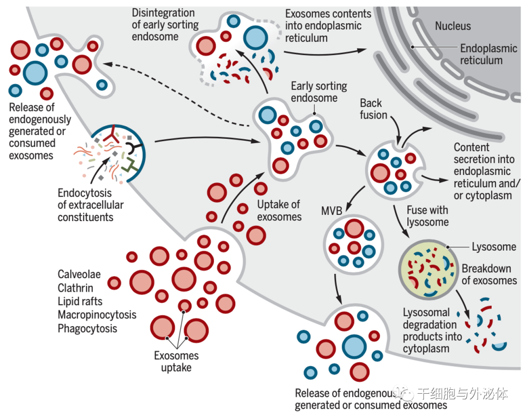 外泌体——小囊泡里蕴含的神奇功能，全球市场达数亿美元