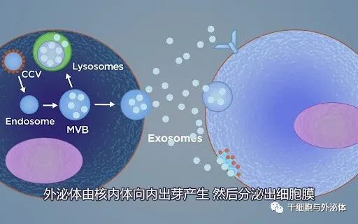 欧洲公司开发出比传统方法快十倍的外泌体生产技术