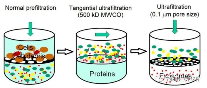 信不信？高效分离外泌体，几小时就能搞定！附外泌体数据库