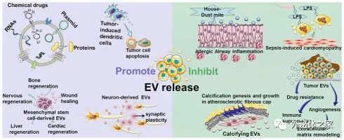 山西医科大学：细胞外囊泡的释放控制以及疾病治疗的应用
