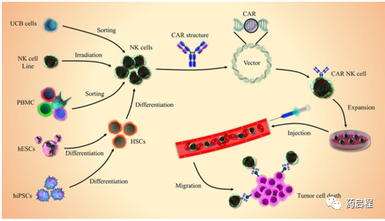 CAR-NK细胞在癌症免疫治疗中的应用