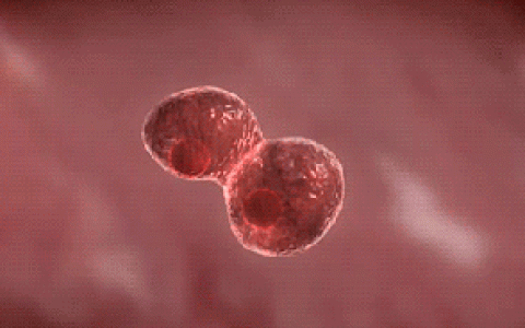 同为干细胞，为何造血干细胞移植需配型，间充质干细胞却不用？
