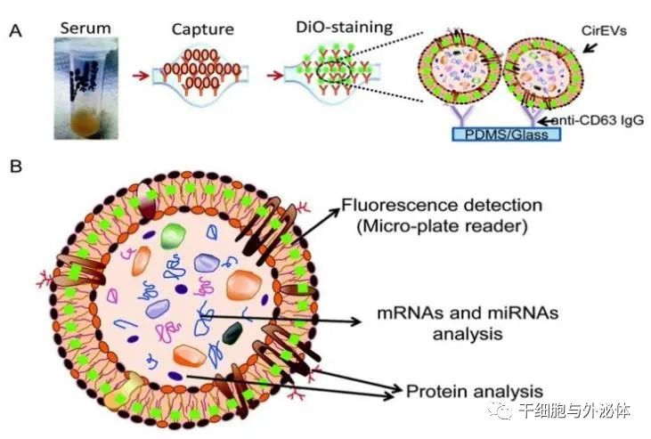 信不信？高效分离外泌体，几小时就能搞定！附外泌体数据库