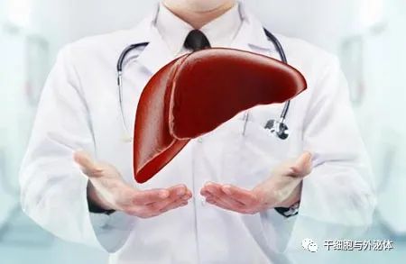 外泌体在肝移植中的重要作用