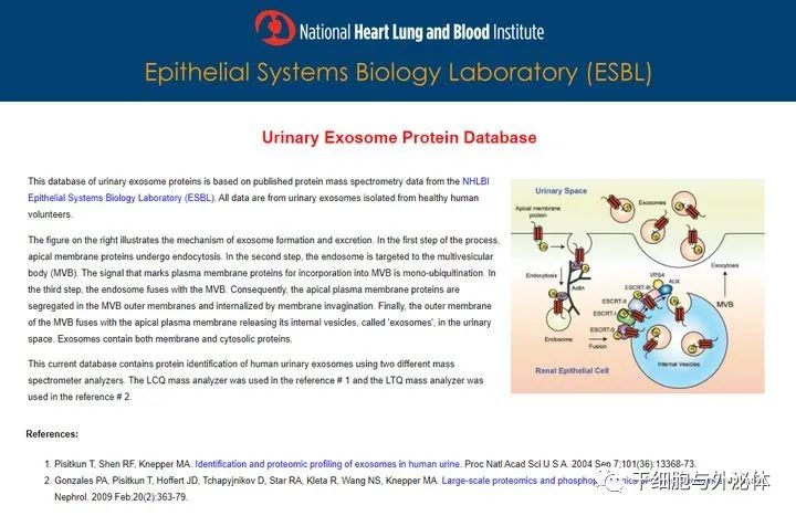 信不信？高效分离外泌体，几小时就能搞定！附外泌体数据库
